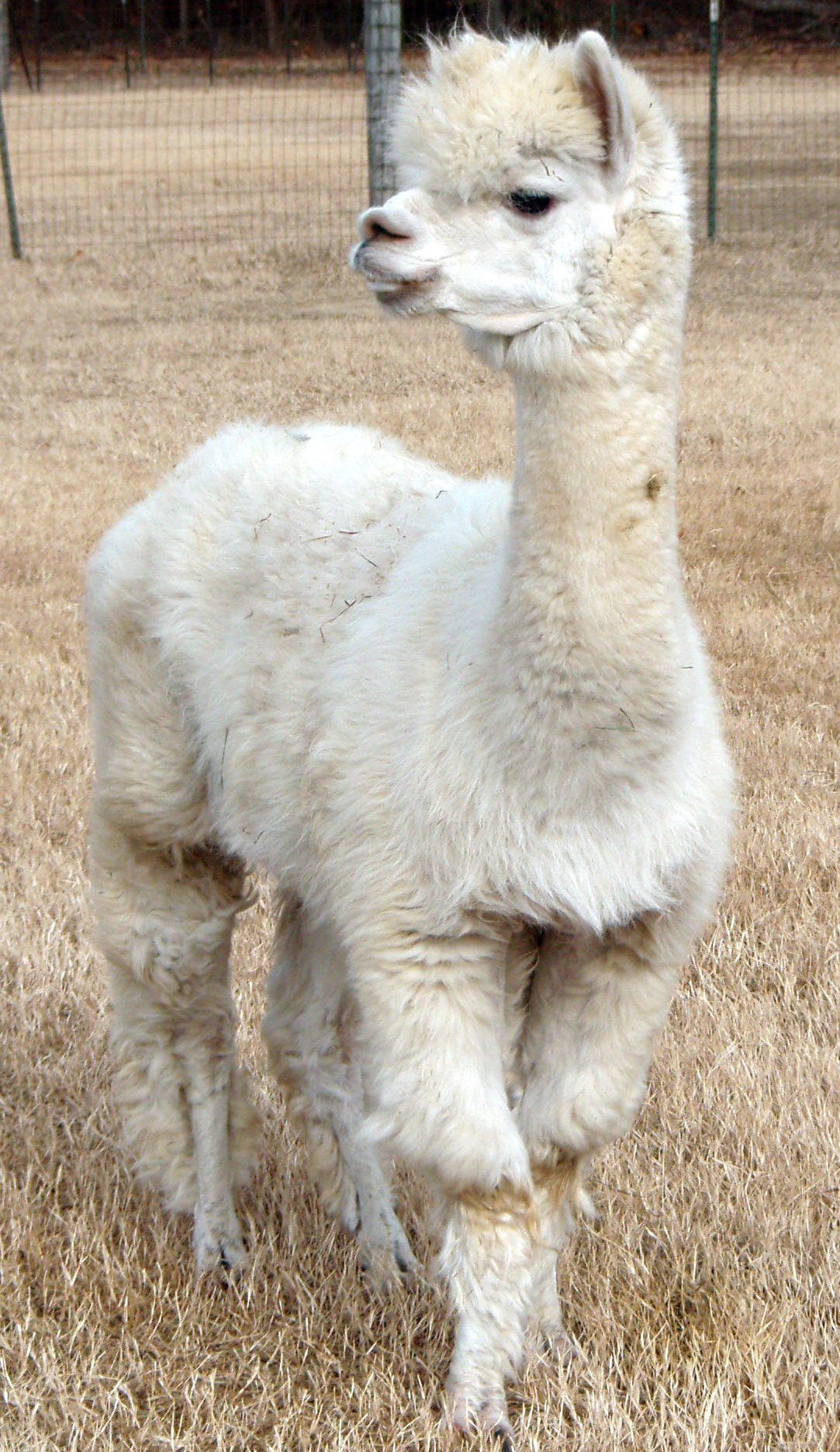 Electra