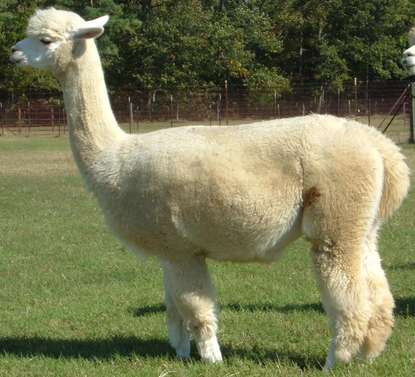 Kassia