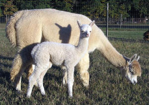 Alpaca Momma and Baby