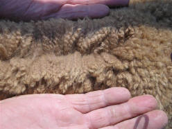 Brown Alpaca Fleece