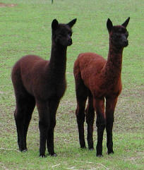 Baby Alpacas at Attention