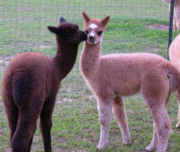 Baby Alpacas