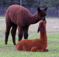 Baby Alpacas Kissing