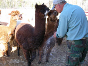 Alpacas being watered down.